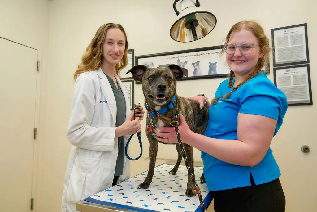 A brindle dog is examined by veterinary staff at Dublin Animal Hospital.
