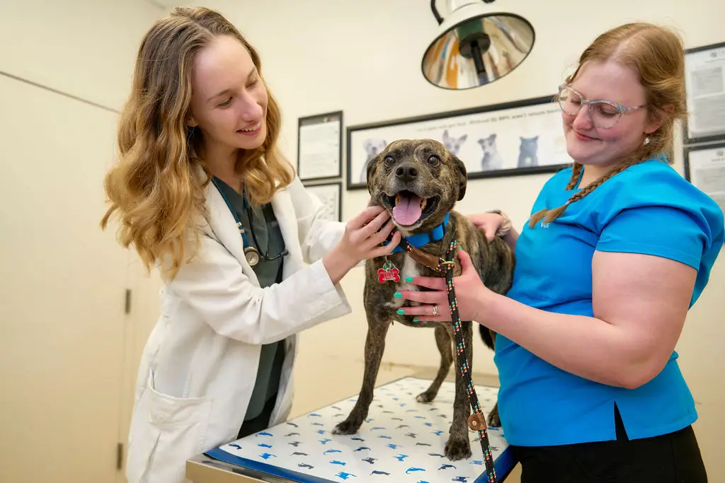A smiling dog on the veterinary exam table at Dublin Animal Hospital.