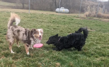 Dublin+Animal+Hospital+doggie+daycare+play-1920w