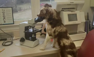 Dublin+dog+microscope-1920w